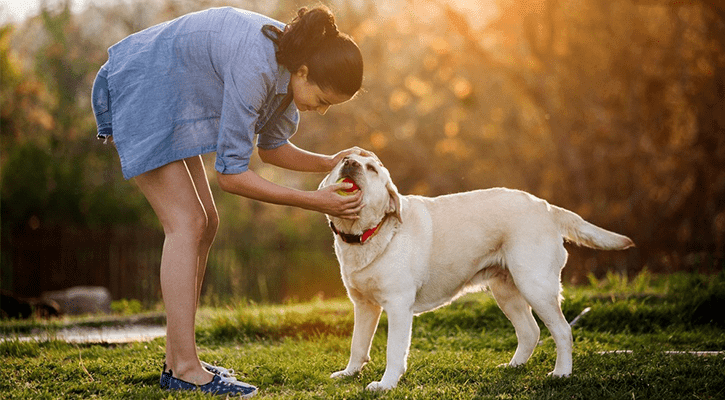 How to Keep Your Pet's Teeth and Gums Healthy - toys4pets.shop