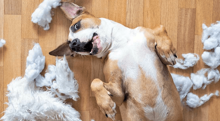 Dog Chews Everything Understanding And Addressing Destructive Chewing