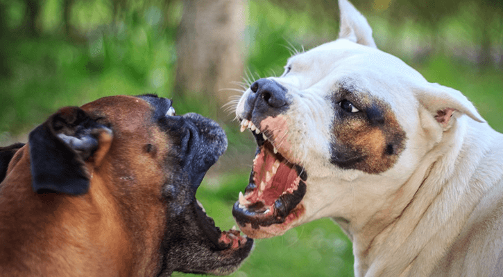 How do you deal with aggression in dogs? - toys4pets.shop