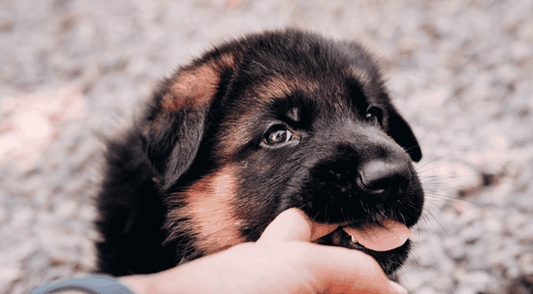 How to Get Your Puppy to Stop Biting: Effective Training Techniques - toys4pets.shop