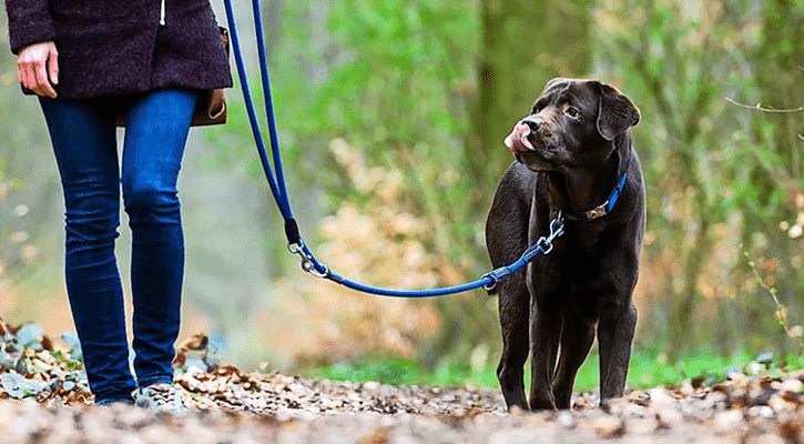 The Benefits of Regular Exercise for Your Pet's Physical and Mental Health - toys4pets.shop