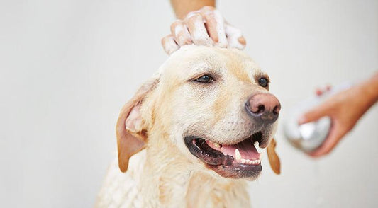 The Importance of Regular Grooming for Your Pet's Health - toys4pets.shop