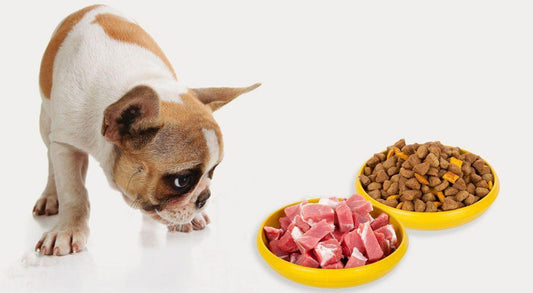 How to Choose the Right Dog Food for Your Pet's Health and Wellness - toys4pets.shop