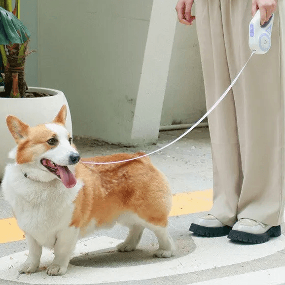 Illuminate Your Night Walks with our LED Flashlight Pet Leash! - toys4pets.shop